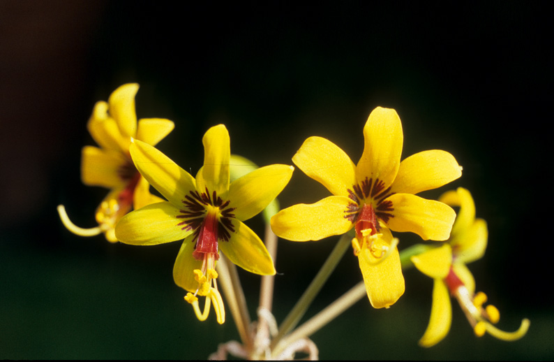 Placea lutea